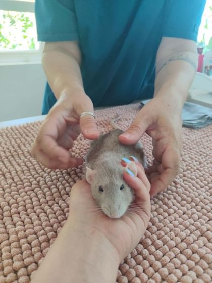 Duduka patkány manuálterápiás kezelése
